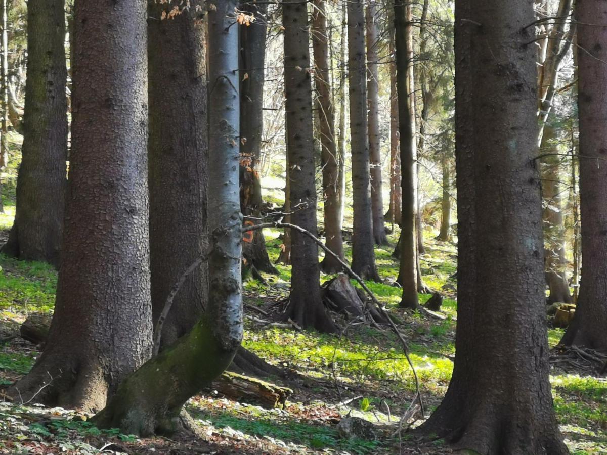 Challet Montan Poiana Braşov Dış mekan fotoğraf